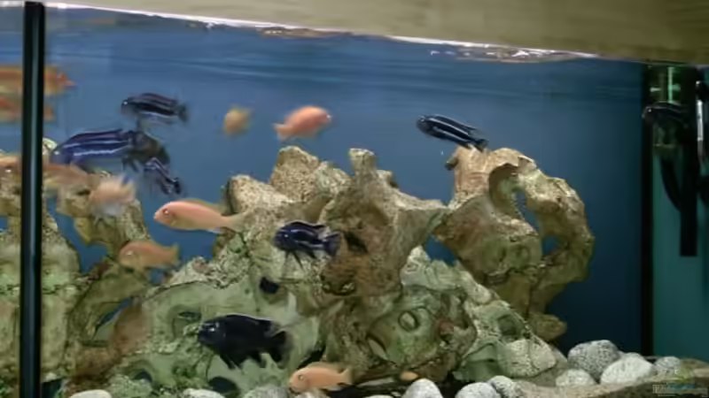 Aquarium Becken 534 von Bernd Ramsdorf (2) (6) (11)