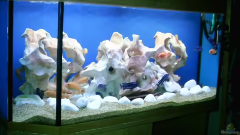 Aquarium Becken 534 von Bernd Ramsdorf (3)
