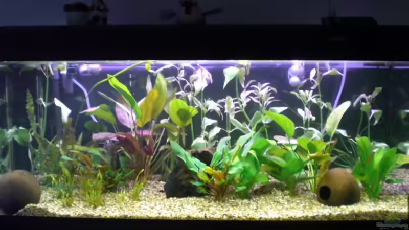 Aquarium Becken 5351 von Rene´ Jockwer (3)