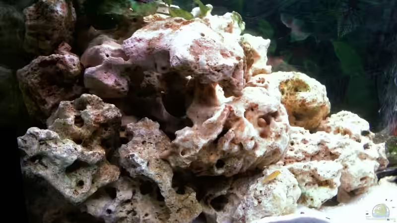 Aquarium Becken 5371 von Danny Mietzsch (5)