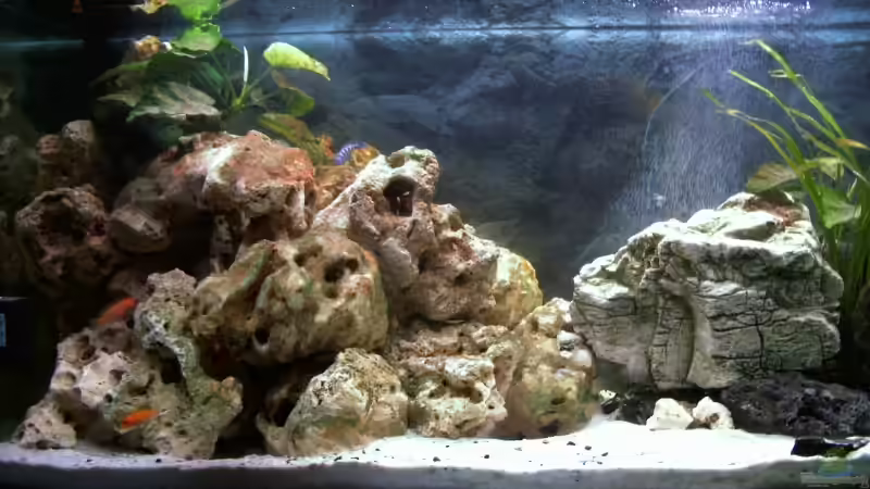 Aquarium Becken 5371 von Danny Mietzsch (7)