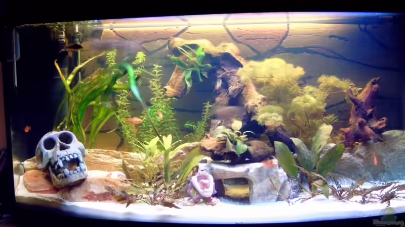 Aquarium Becken 5389 von Jasi (2)