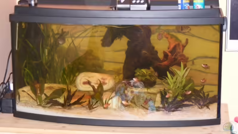 Aquarium Becken 5389 von Jasi (3)