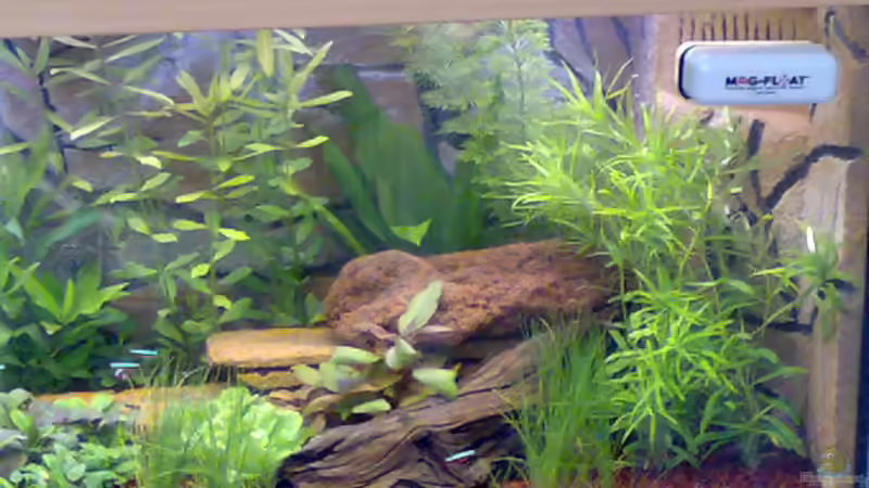 Aquarium Becken 5395 von Gerwin Jansen (3)