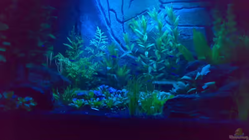 Aquarium Becken 5395 von Gerwin Jansen (4)