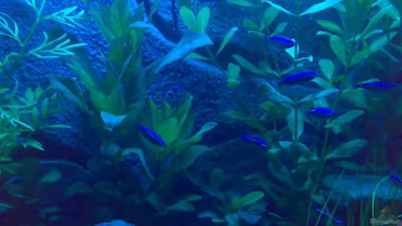 Aquarium Becken 5395 von Gerwin Jansen (5)