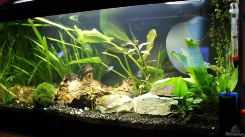 Aquarium Becken 54 L nur noch als Beispiel von Stony (3)