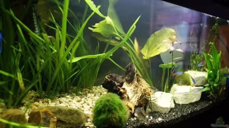 Aquarium Becken 54 L nur noch als Beispiel von Stony (4)