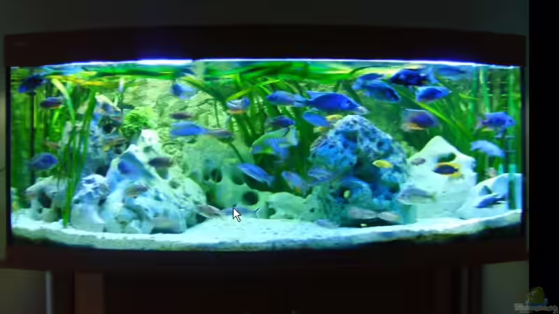 Aquarium Becken 5414 von Oliver Ritz (2)