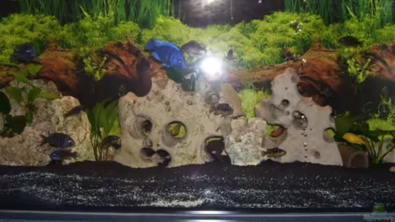 Aquarium Becken 5422 von Stefan Moll (2)