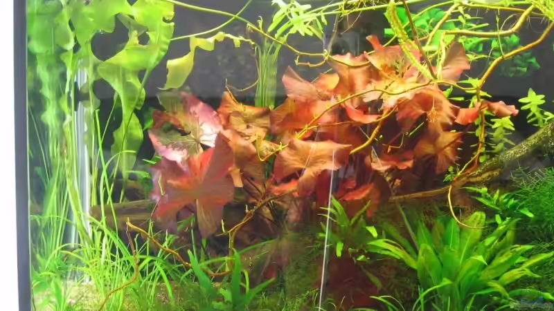 Aquarium Becken 5450 von Günter Tholen (2)