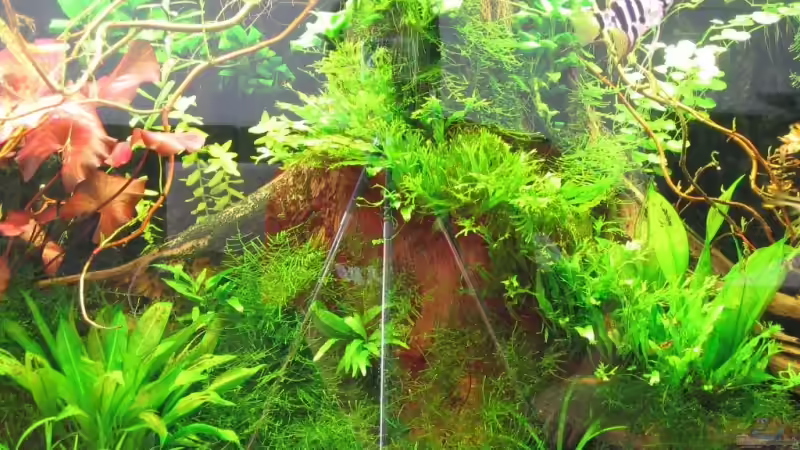 Aquarium Becken 5450 von Günter Tholen (4)