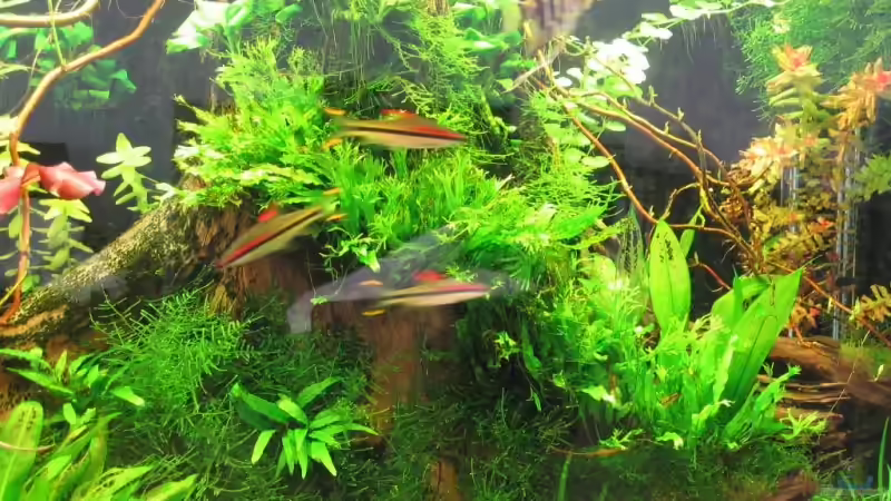 Aquarium Becken 5450 von Günter Tholen (5)