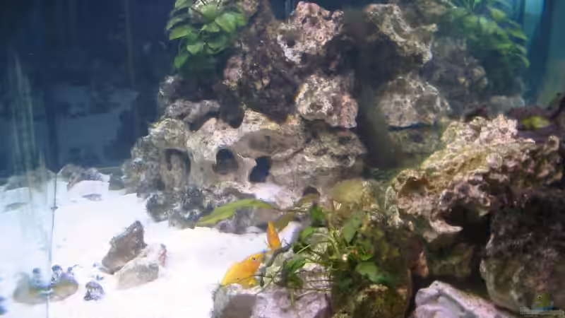 Aquarium Becken 547 von Felix Fabian (4)