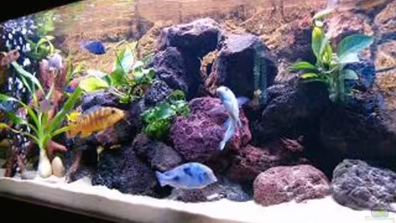 Aquarium Becken 5482 von Marion Goike (2)