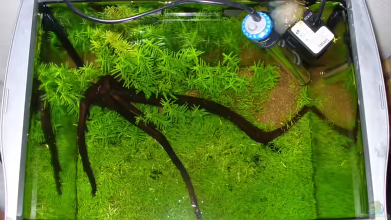 Aquarium Becken 5501 von Patrick Stobbe (2)