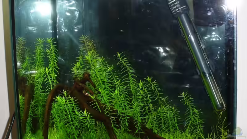 Aquarium Becken 5501 von Patrick Stobbe (3)