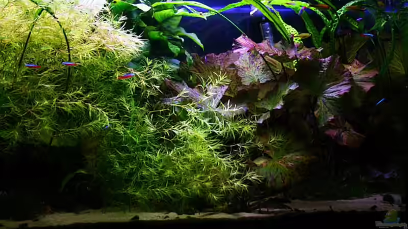 Aquarium Becken 5531 von Deichkind83 (4)