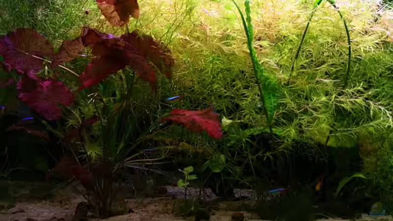 Aquarium Becken 5531 von Deichkind83 (5)