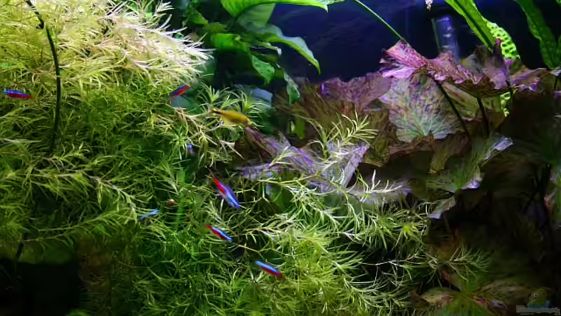 Aquarium Becken 5531 von Deichkind83 (6)