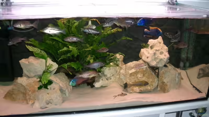 Aquarium Becken 555 von René Damboldt (4)