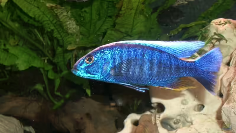 Aquarium Becken 555 von René Damboldt (5)