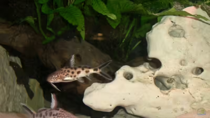 Aquarium Becken 555 von René Damboldt (6)