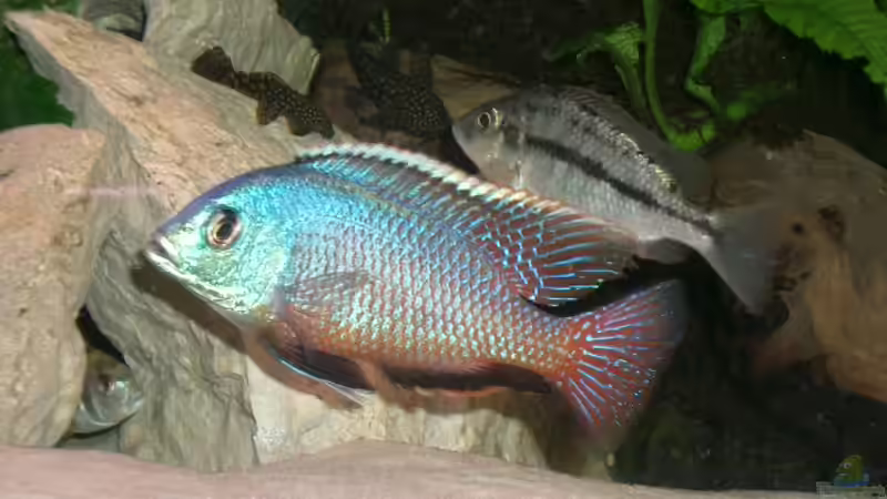 Aquarium Becken 555 von René Damboldt (8)