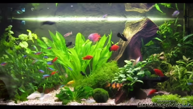 Aquarium Becken 5552 von Christiane Feldmann (5)