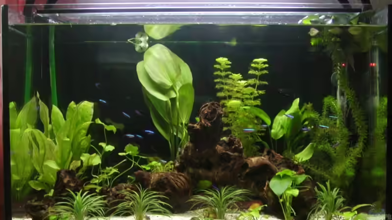 Aquarium Becken 5559 von Stefan Danner (4)