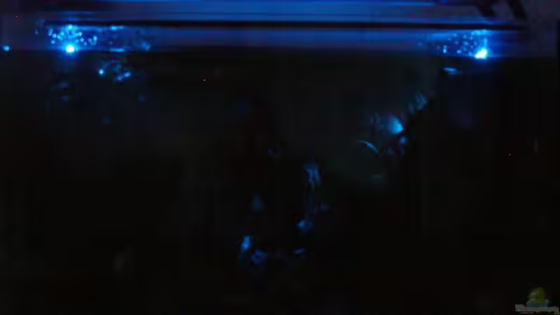 Aquarium Becken 5559 von Stefan Danner (5)