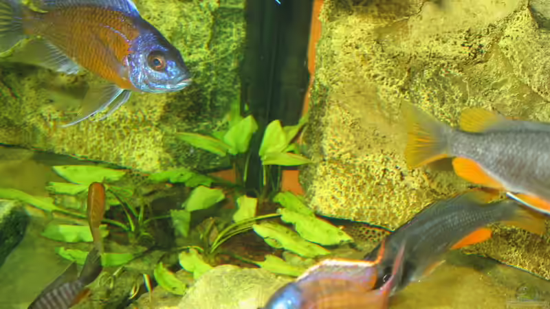 Aquarium Becken 559 von Osman Gökcül (4)