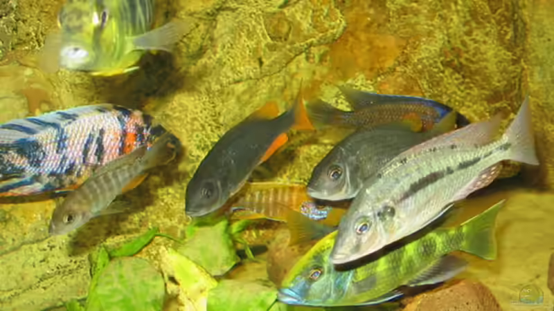 Aquarium Becken 559 von Osman Gökcül (5)