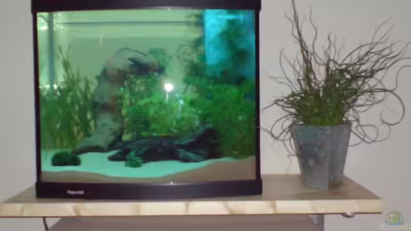 Aquarium Becken 5602 von Melanie Stege (2)