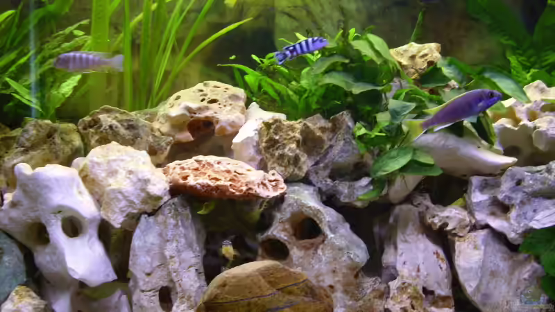 Aquarium Becken 5610 von Kay Schmitz (5)