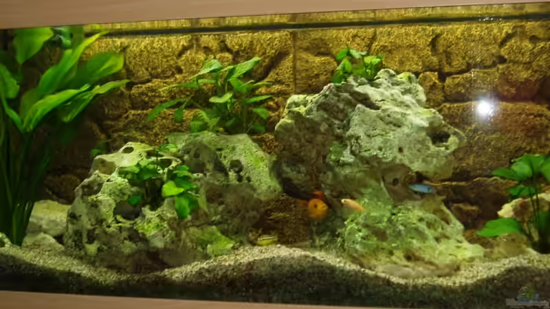 Aquarium Becken 5623 von Dominik Strolz (2)