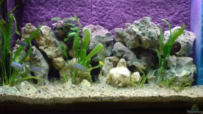 Aquarium Becken 5629 von Timo Goesmann (2)