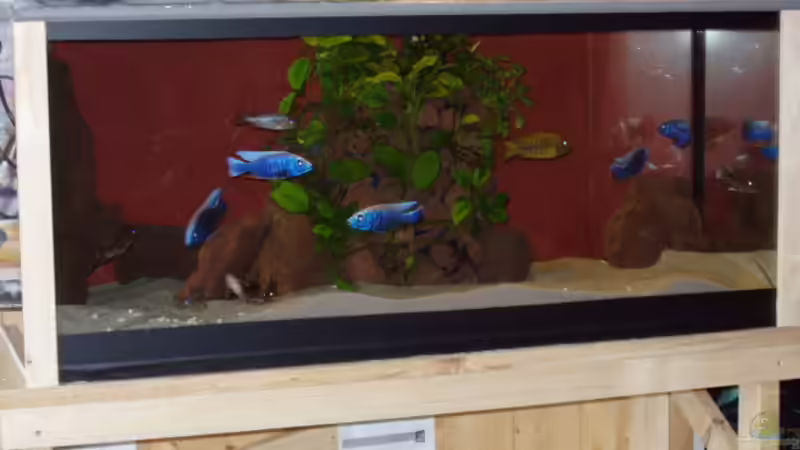 Aquarium Becken 563 von Mark Mondl (2)