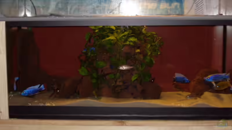 Aquarium Becken 563 von Mark Mondl (4)