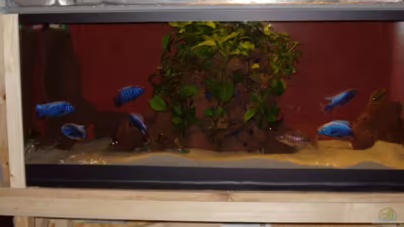 Aquarium Becken 563 von Mark Mondl (5)