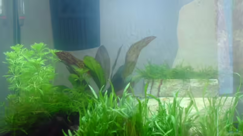 Aquarium Becken 5643 von Alexander Müller (2)