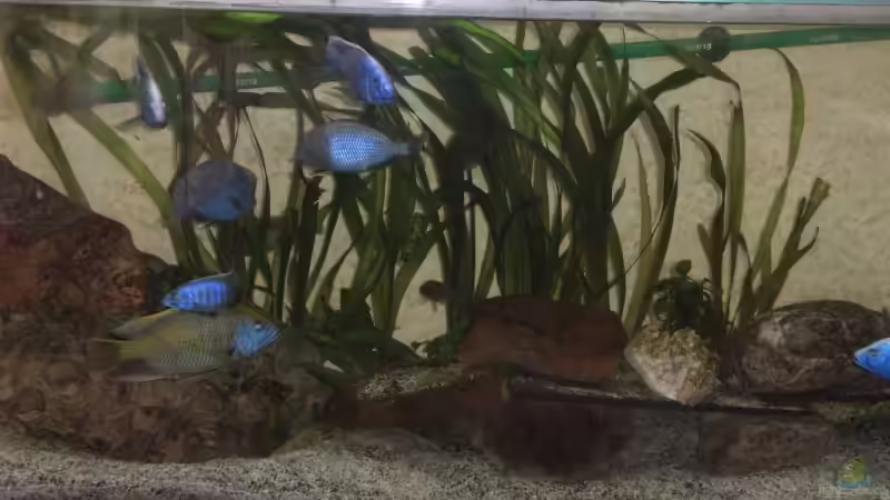 Aquarium Becken 5662 von Patrick Kowalski (3)