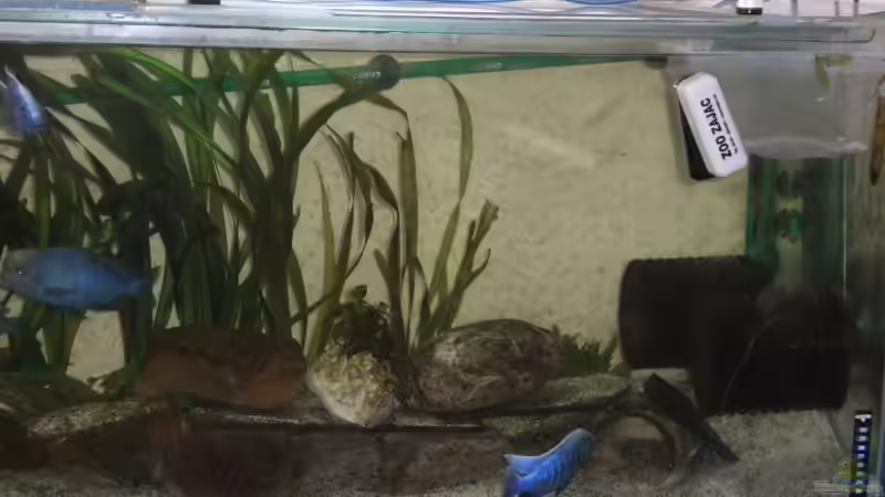 Aquarium Becken 5662 von Patrick Kowalski (4)