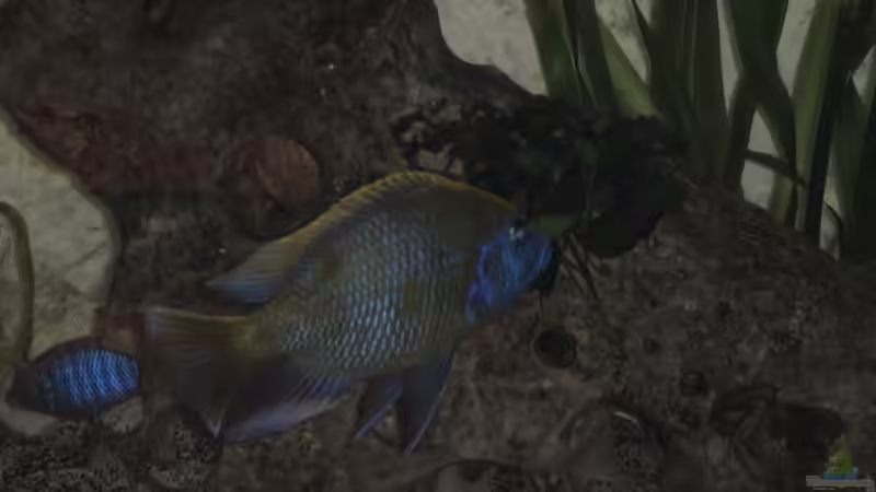 Aquarium Becken 5662 von Patrick Kowalski (5)