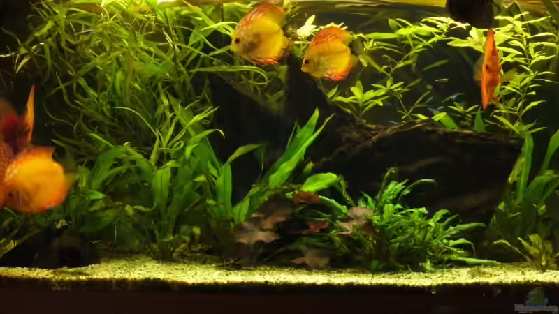 Aquarium Becken 5673 von Stefan Kohlschmidt (3)