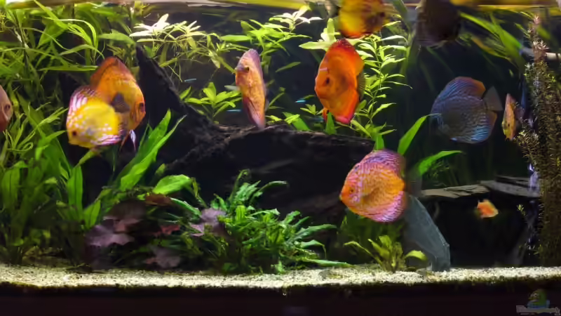 Aquarium Becken 5673 von Stefan Kohlschmidt (4)