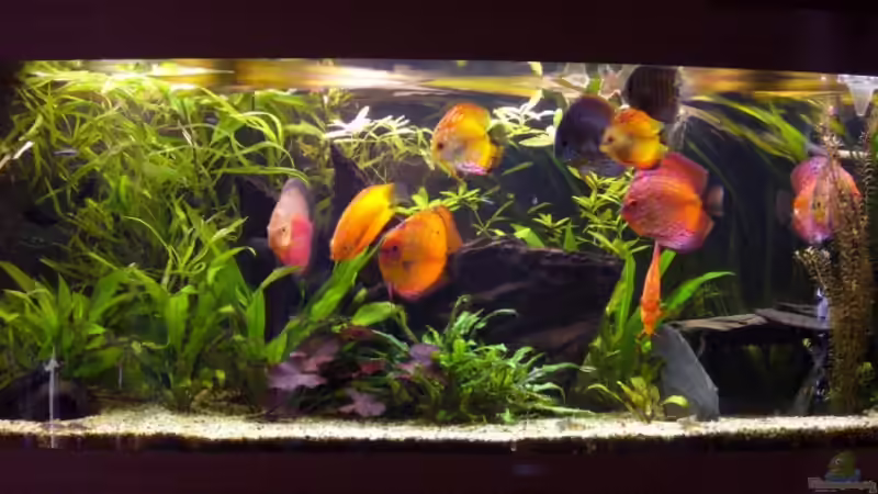 Aquarium Becken 5673 von Stefan Kohlschmidt (5)