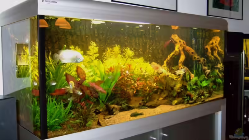 Aquarium Becken 5677 von Wolfgang Röhken (3)