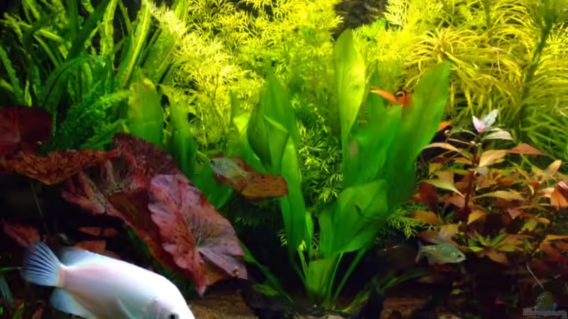 Aquarium Becken 5677 von Wolfgang Röhken (4)