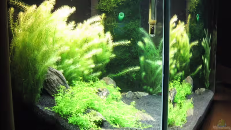 Aquarium Becken 5723 von Gerd Zimmermann (4)